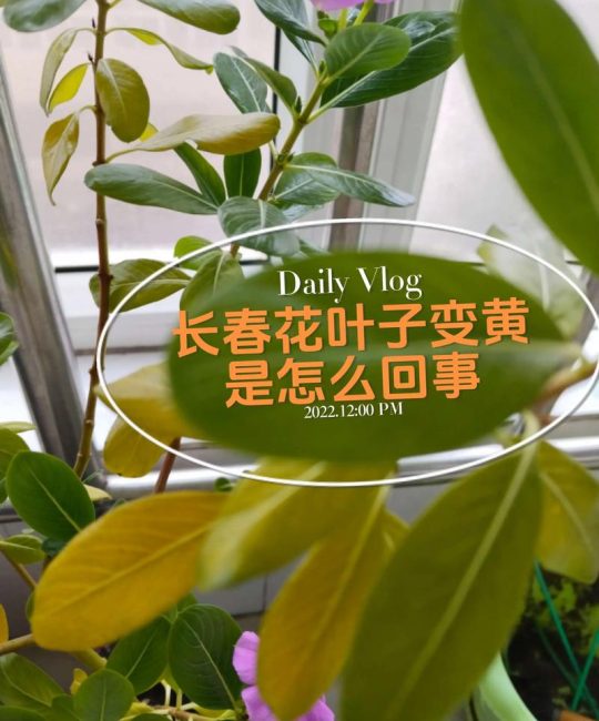 花叶子发黄怎么回事？家庭盆栽黄叶原因全解析与急救指南