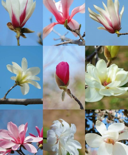 玉兰花好种吗？庭院玉兰选购移栽与养护全攻略（树形·遮荫·规格·修剪）