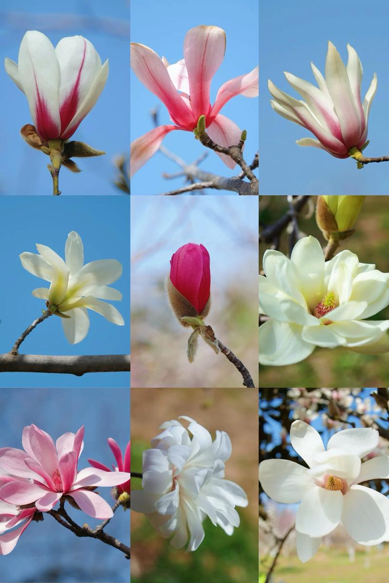 玉兰花好种吗?庭院玉兰选购移栽与养护全攻略(树形·遮荫·规格·修剪) 玉兰花好种吗?庭院玉兰选购移栽与养护全攻略(树形·遮荫·规格·修剪)