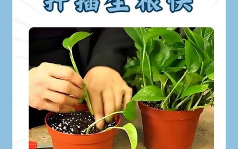 绿萝扦插生根全攻略：从基质配比到成活率提升的5个关键步骤
