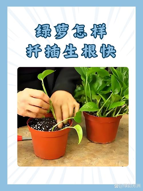 绿萝扦插生根全攻略:从基质配比到成活率提升的5个关键步骤 绿萝扦插生根全攻略:从基质配比到成活率提升的5个关键步骤