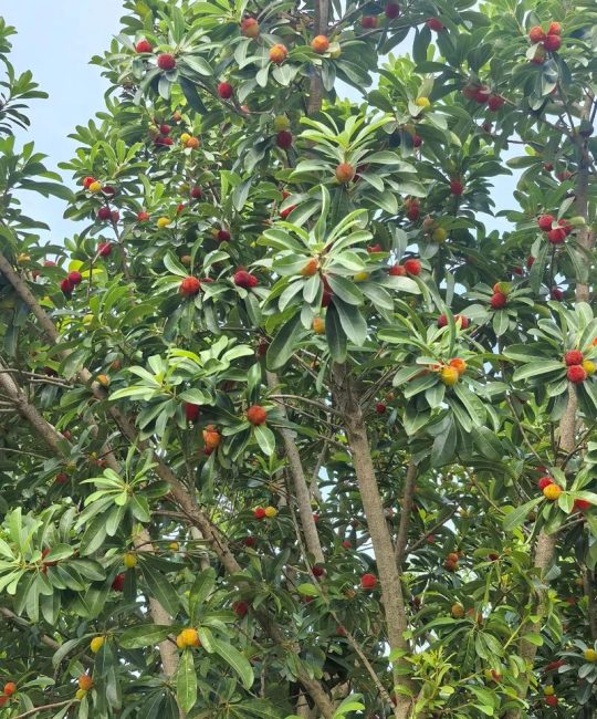 杨梅是雌雄异株的植物吗？