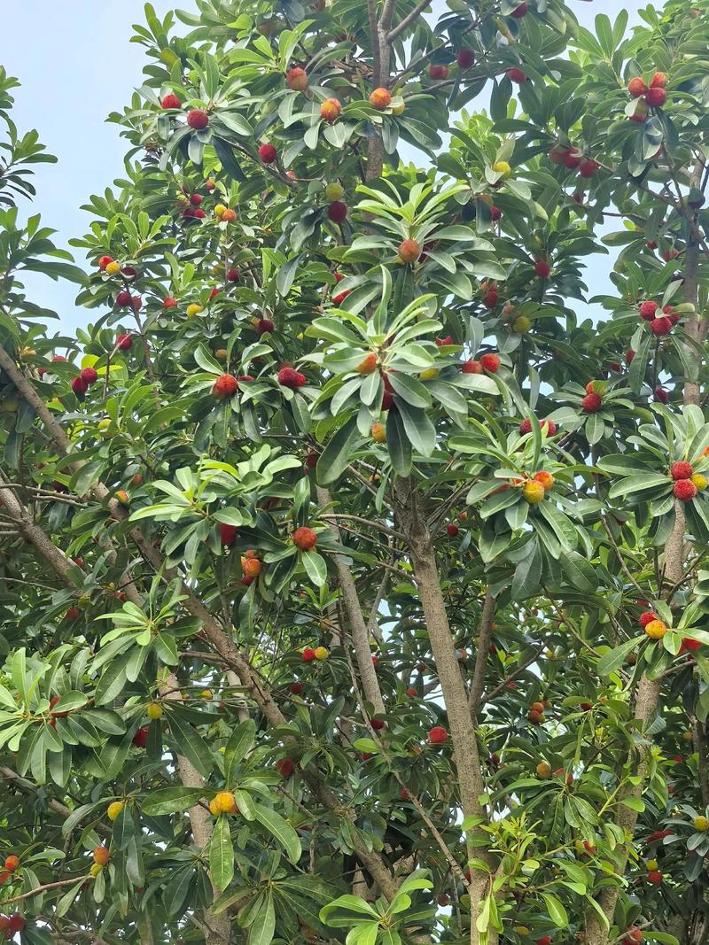 杨梅是雌雄异株的植物吗? 什么是雌雄异株?