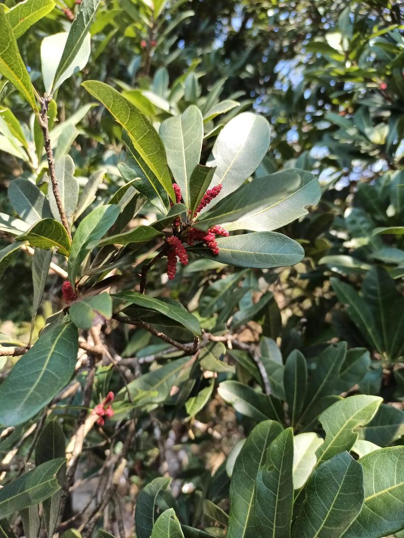 杨梅是雌雄异株的植物吗? 如何分辨杨梅的雌雄?