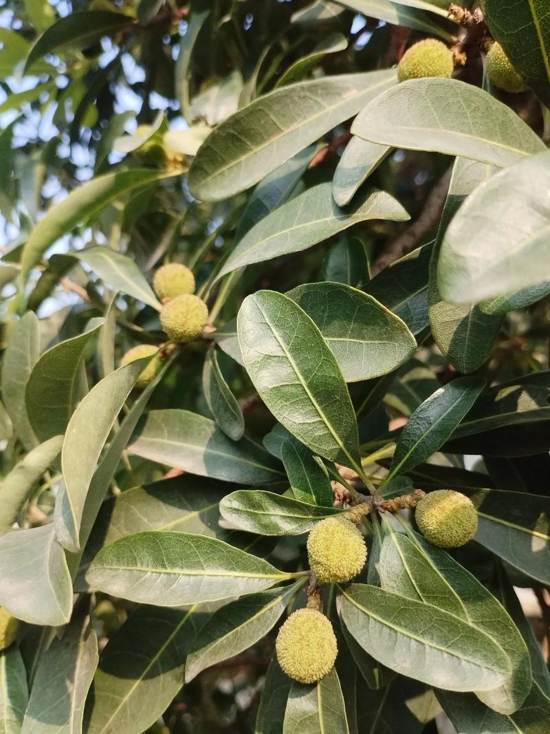 杨梅是雌雄异株的植物吗? 种植建议