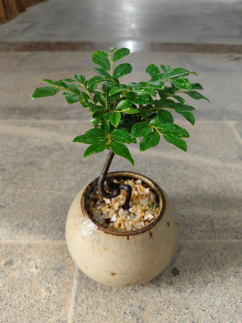 紫檀木是小叶紫檀吗?植物学与园艺视角的全面解析 结语