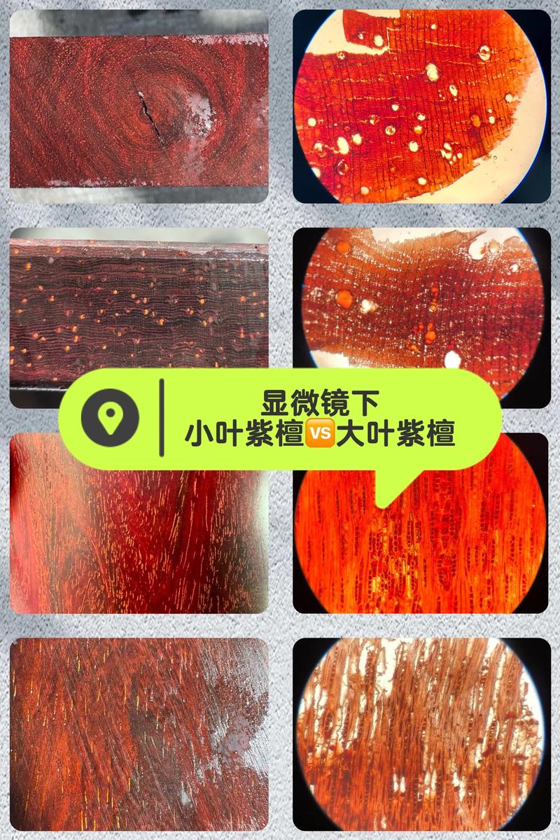 紫檀木是小叶紫檀吗?植物学与园艺视角的全面解析 市场误区:哪些木材被误称为“紫檀”