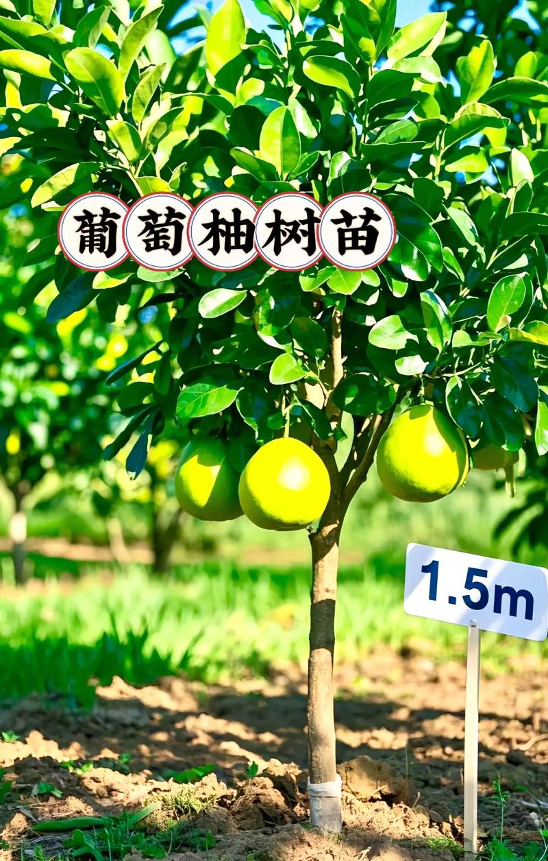 葡萄柚树苗购买指南:价格、品种与采购质量全解析 定植后第3年挂果,第6年进入盛果期