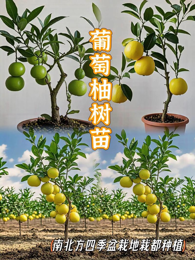 葡萄柚树苗购买指南:价格、品种与采购质量全解析 大部分葡萄柚品种可自花结实,配授粉树可增产10-15%