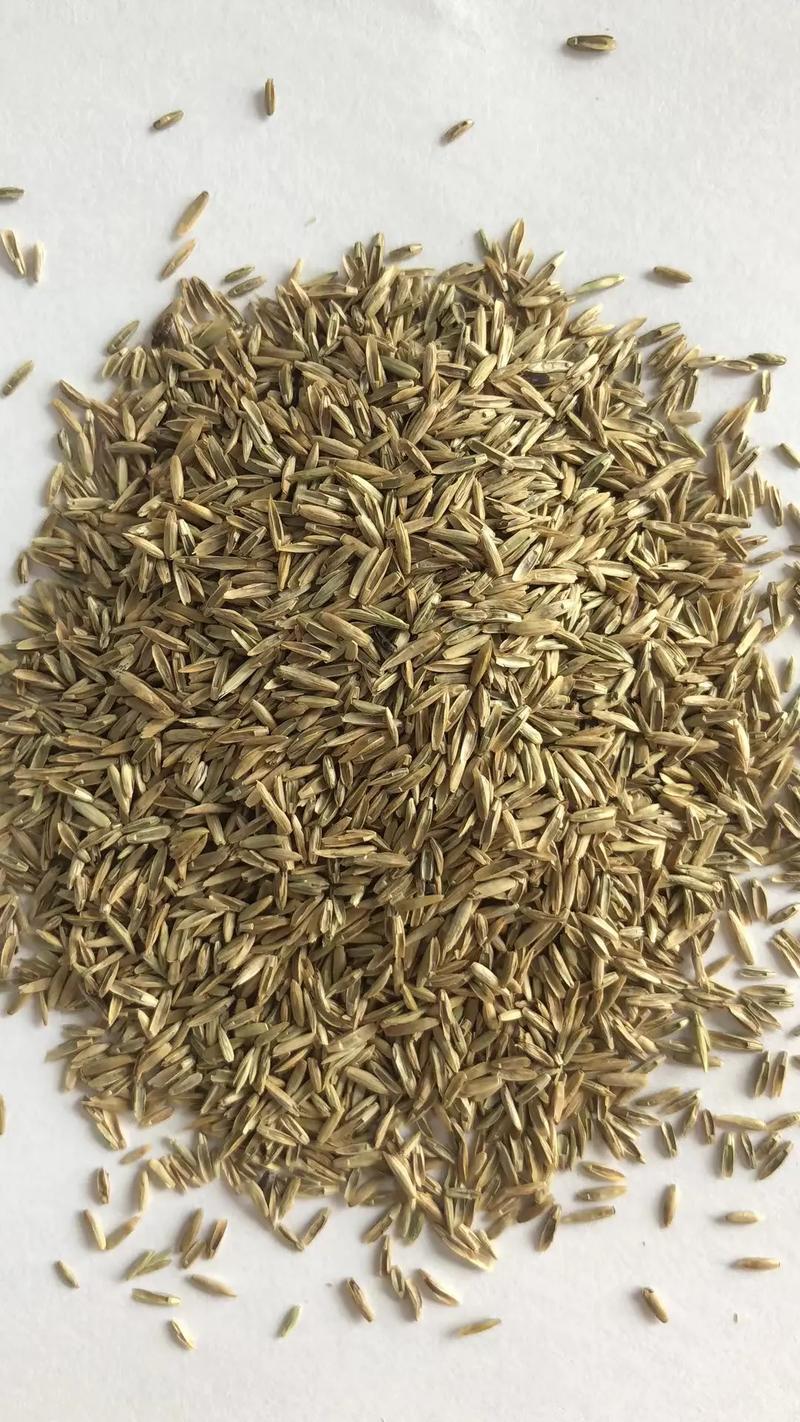 混播草籽一斤能种多少平米?播种量计算与实用指南 混播草籽一斤能种多少平米?速查表