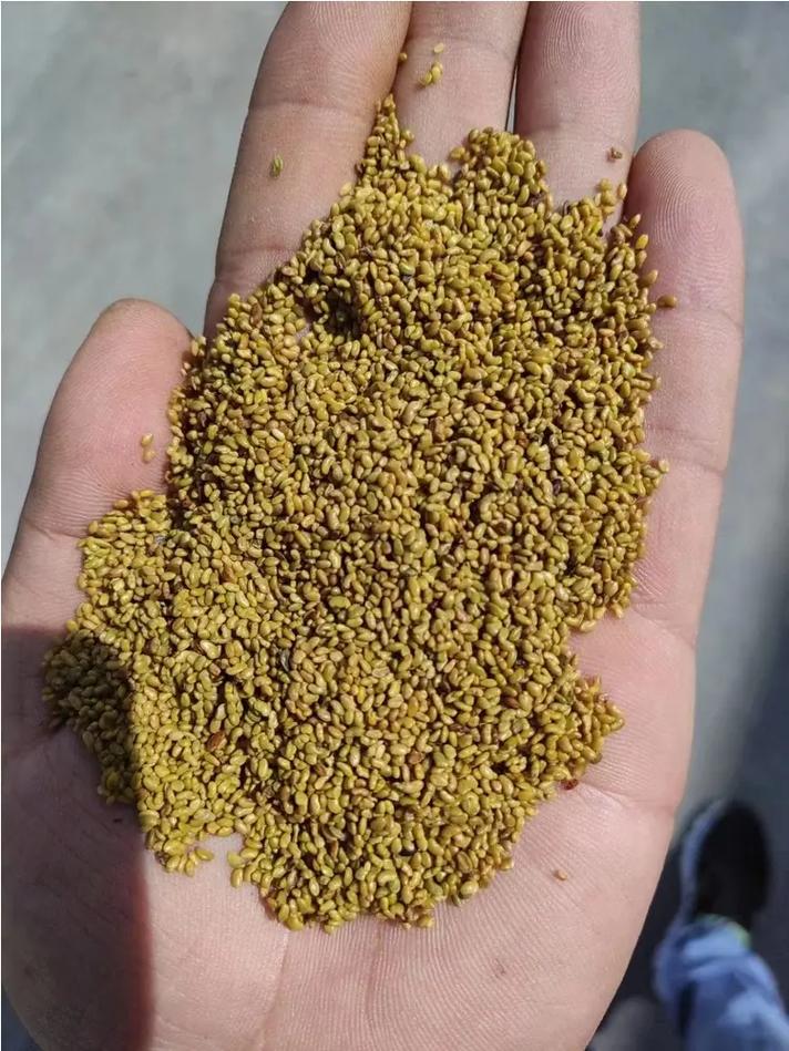 混播草籽一斤能种多少平米?播种量计算与实用指南 总结:采购与播种前的核心要点