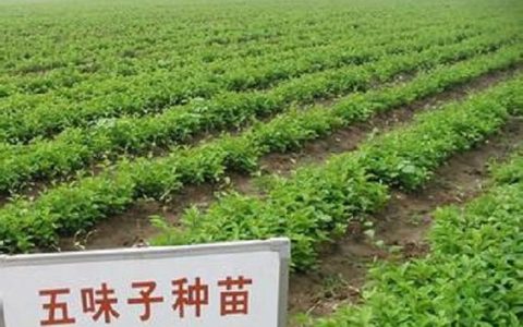 五味子种苗多少钱一颗？2025年价格参考与影响因素全解析