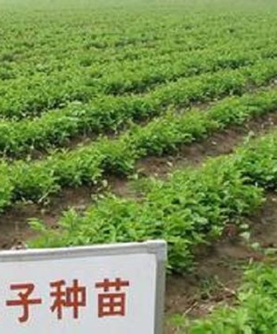 五味子种苗多少钱一颗？2025年价格参考与影响因素全解析
