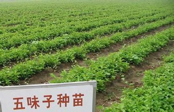 五味子种苗多少钱一颗?2025年价格参考与影响因素全解析 价格快速参考
