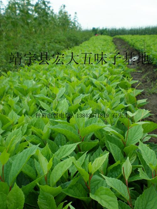 五味子种苗多少钱一颗?2025年价格参考与影响因素全解析 规格对价格的影响