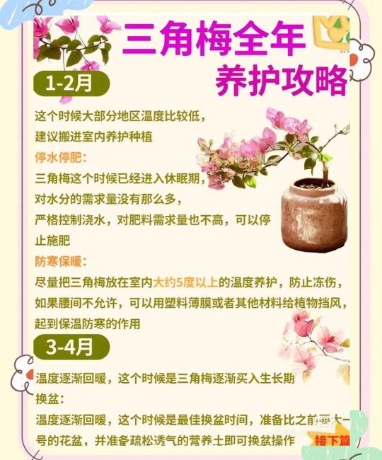 三角梅开花时间表及全年养护全攻略