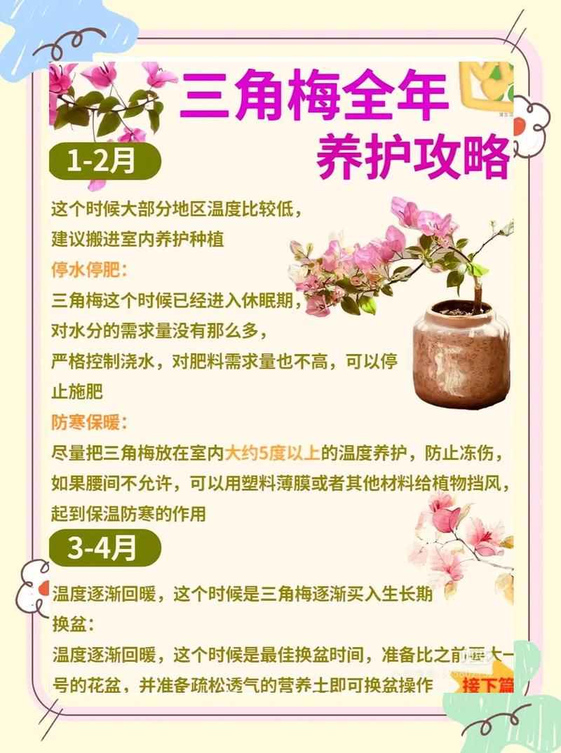三角梅开花时间表及全年养护全攻略 三角梅主要花期及观赏期表