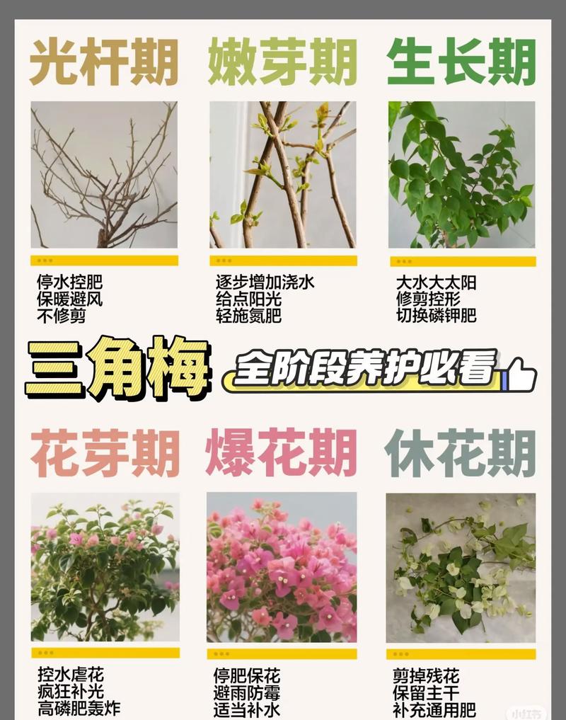 三角梅开花时间表及全年养护全攻略 全年促花促果养护步骤