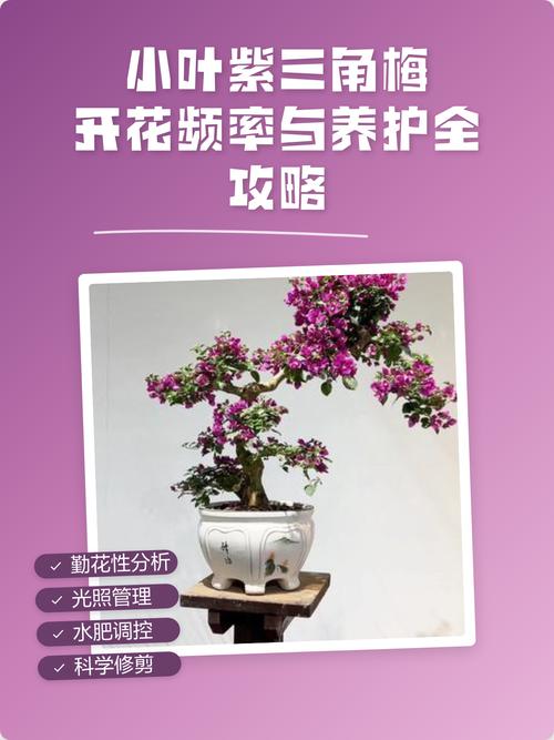 三角梅开花时间表及全年养护全攻略 常见问题解答(FAQ)