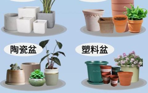 寻找附近花店与盆栽的实用指南：从选购到养护的专业建议
