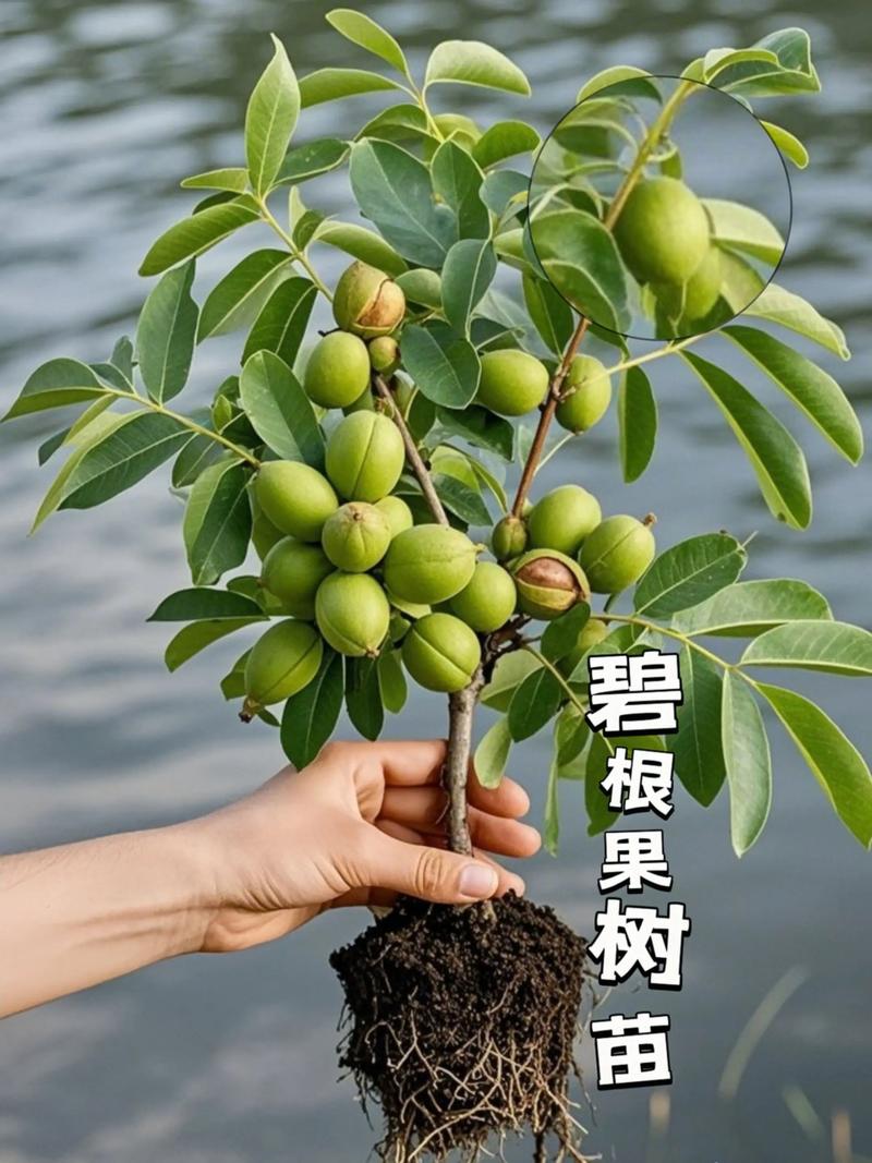 碧根果是巴旦木吗?揭开两种坚果的真相与园艺种植要点 园艺种植要点:因地制宜,养护各不同