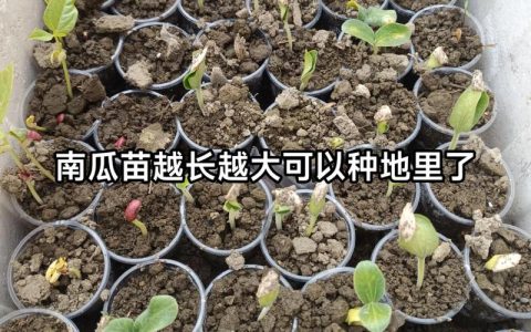南瓜种子精准催芽指南：从品种选择到出苗的全流程技术解析