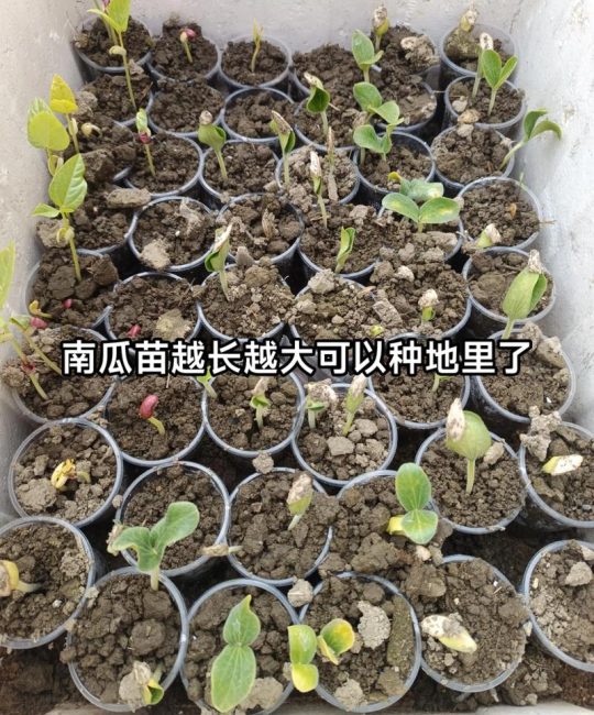 南瓜种子精准催芽指南：从品种选择到出苗的全流程技术解析