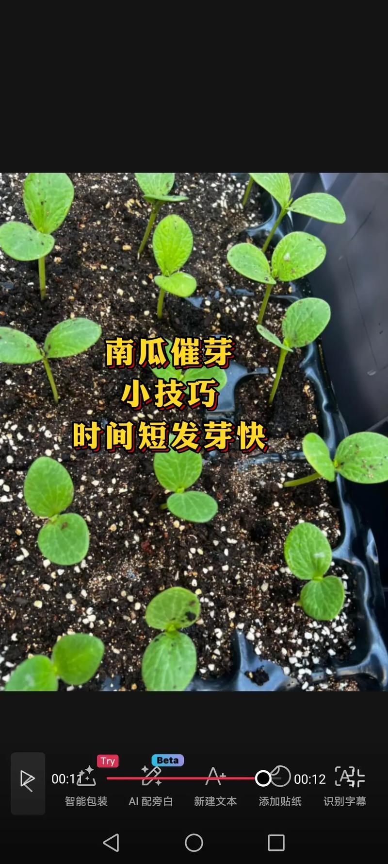 南瓜种子精准催芽指南:从品种选择到出苗的全流程技术解析 四、成活率影响因素分析与失败补救