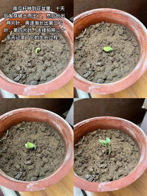 南瓜种子精准催芽指南:从品种选择到出苗的全流程技术解析 三、操作流程与关键节点控制