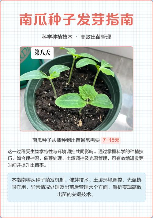 南瓜种子精准催芽指南:从品种选择到出苗的全流程技术解析 五、幼苗管理指南与移栽决策