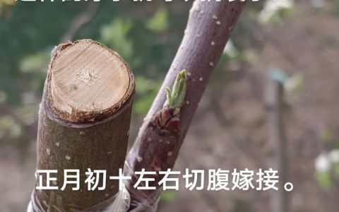 果树苗怎么培育出来的：从砧木播种到嫁接成品苗的全流程技术指南