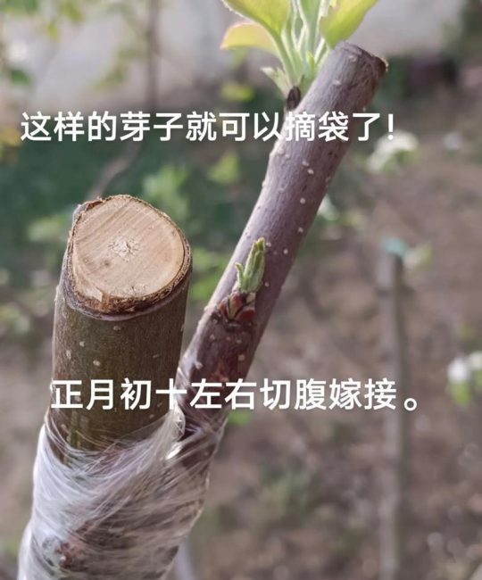 果树苗怎么培育出来的：从砧木播种到嫁接成品苗的全流程技术指南