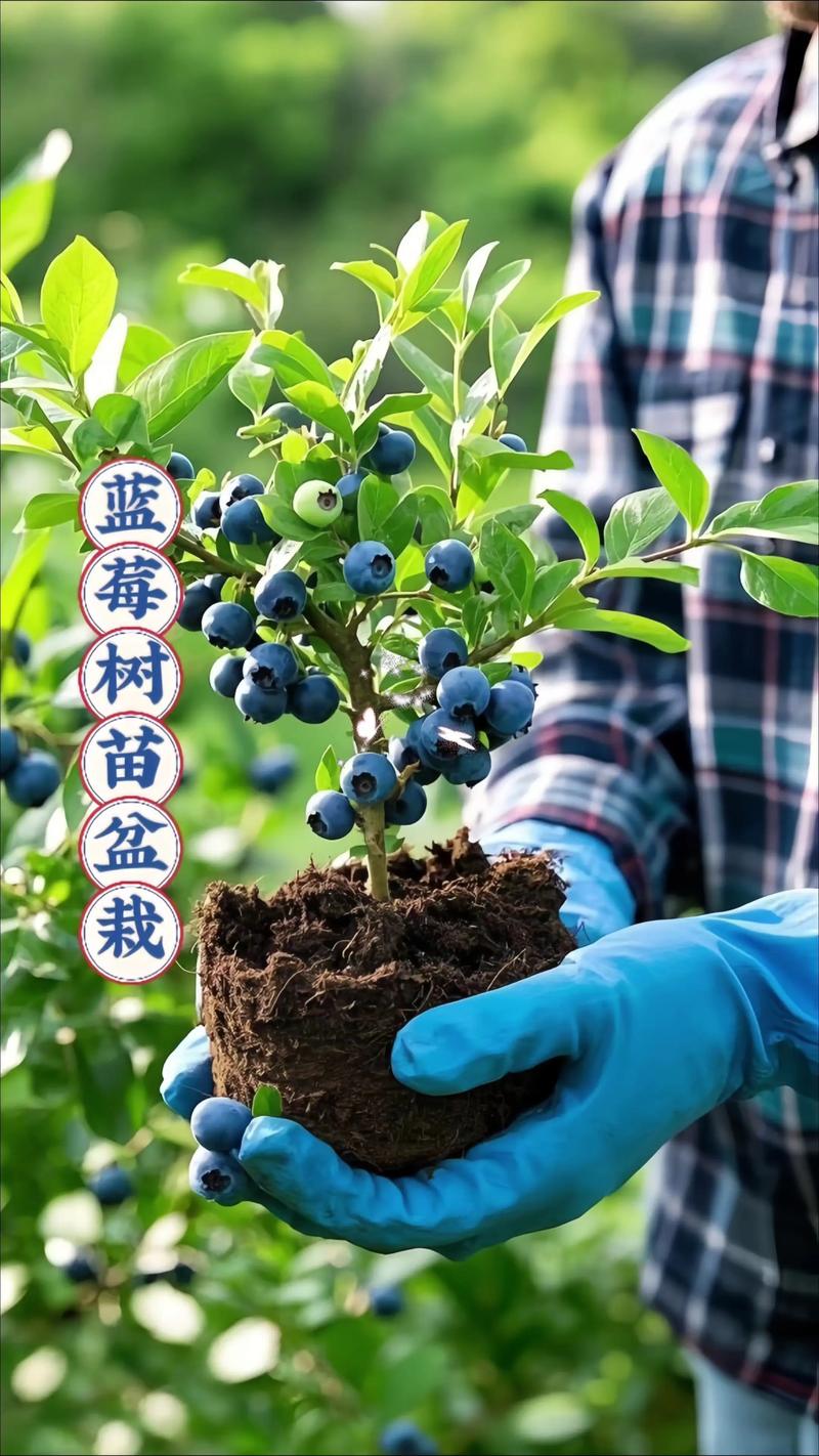 网上蓝莓苗能不能买?2026年最新选购与种植实战指南 蓝莓修剪和施肥必须按物候期精准操作,否则易徒长或早衰