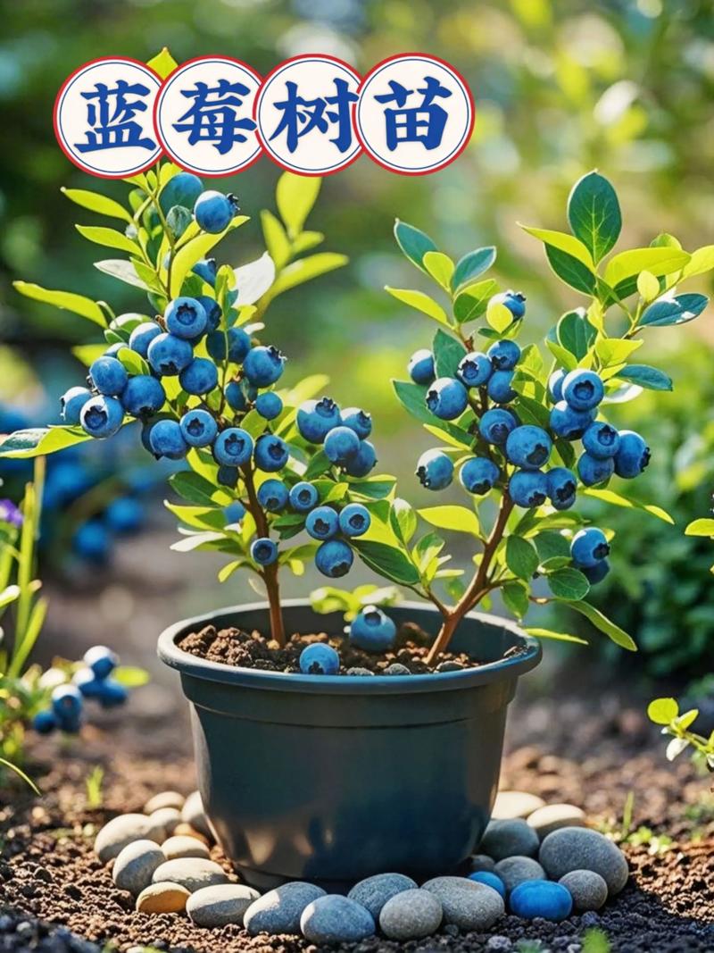 网上蓝莓苗能不能买?2026年最新选购与种植实战指南 总结验证:跟着这5步走,网购蓝莓苗不踩坑