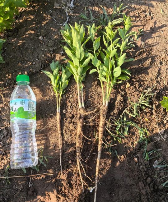 桔梗怎么种植最好？从整地到缓苗的实操指南