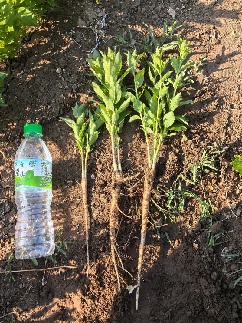 桔梗怎么种植最好?从整地到缓苗的实操指南 一、适宜时间:抓住15℃地温这个门槛