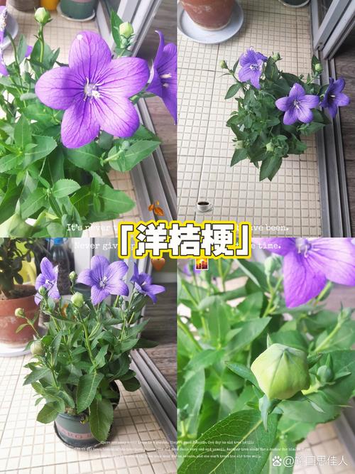 桔梗怎么种植最好?从整地到缓苗的实操指南 三、栽前处理:种子和根苗要分情况办