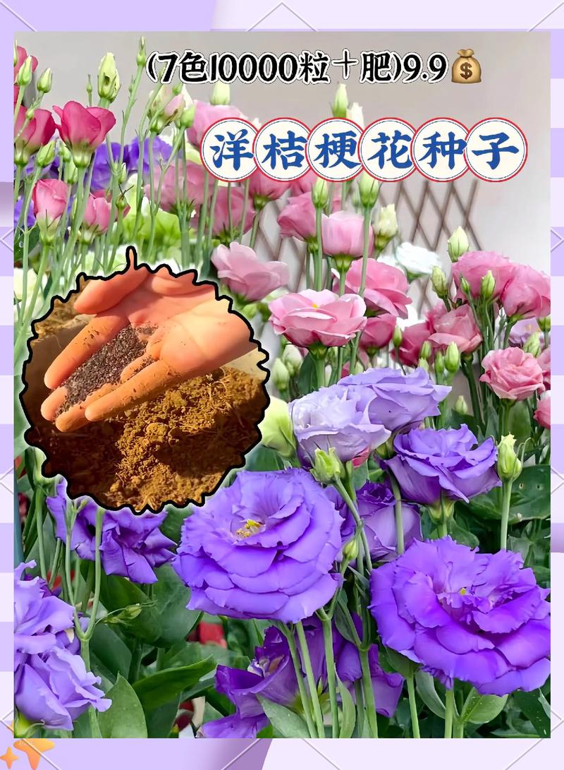 桔梗怎么种植最好?从整地到缓苗的实操指南 四、栽植深度:种子和根苗差很多