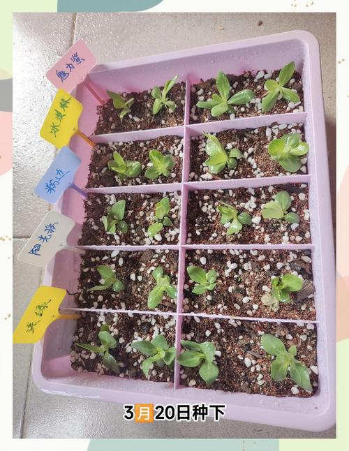 桔梗怎么种植最好?从整地到缓苗的实操指南 二、土壤环境:疏松沙壤土最稳