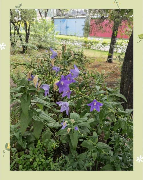 桔梗怎么种植最好?从整地到缓苗的实操指南 五、浇定根水:栽完一株浇一株