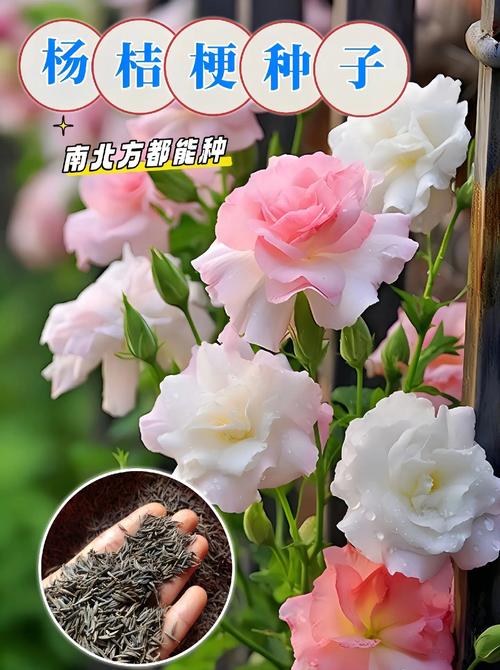 桔梗怎么种植最好?从整地到缓苗的实操指南 六、缓苗管理:前7天是生死关