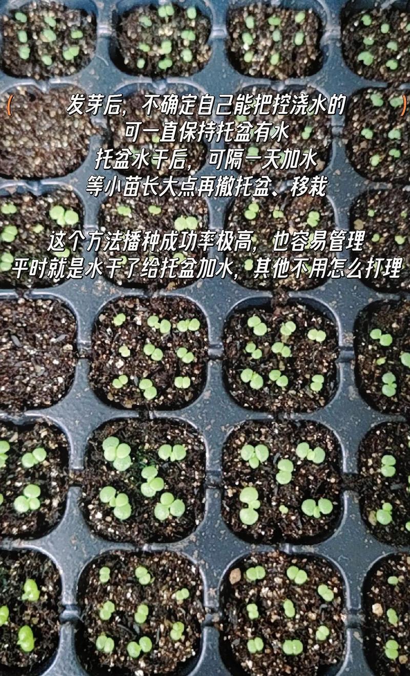 桔梗怎么种植最好?从整地到缓苗的实操指南 七、成活注意事项:管住水、防住草