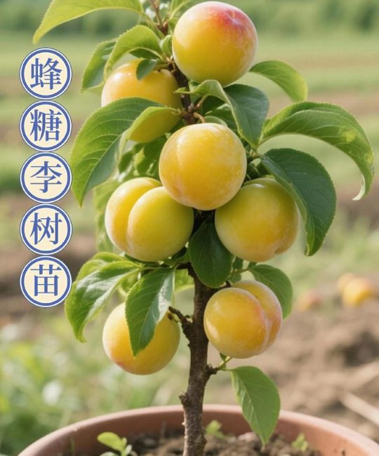 蜂糖李子苗价格多少钱一株？规格、产地与季节影响报价