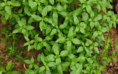 荆芥怎么种？从选时到成活的完整种植指南