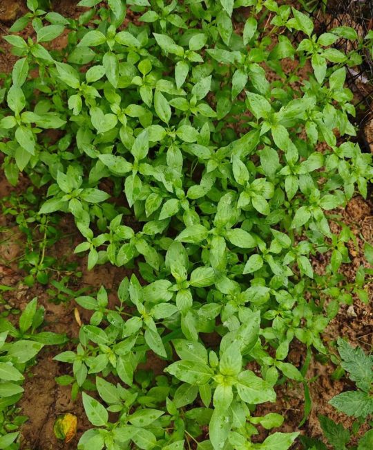 荆芥怎么种？从选时到成活的完整种植指南