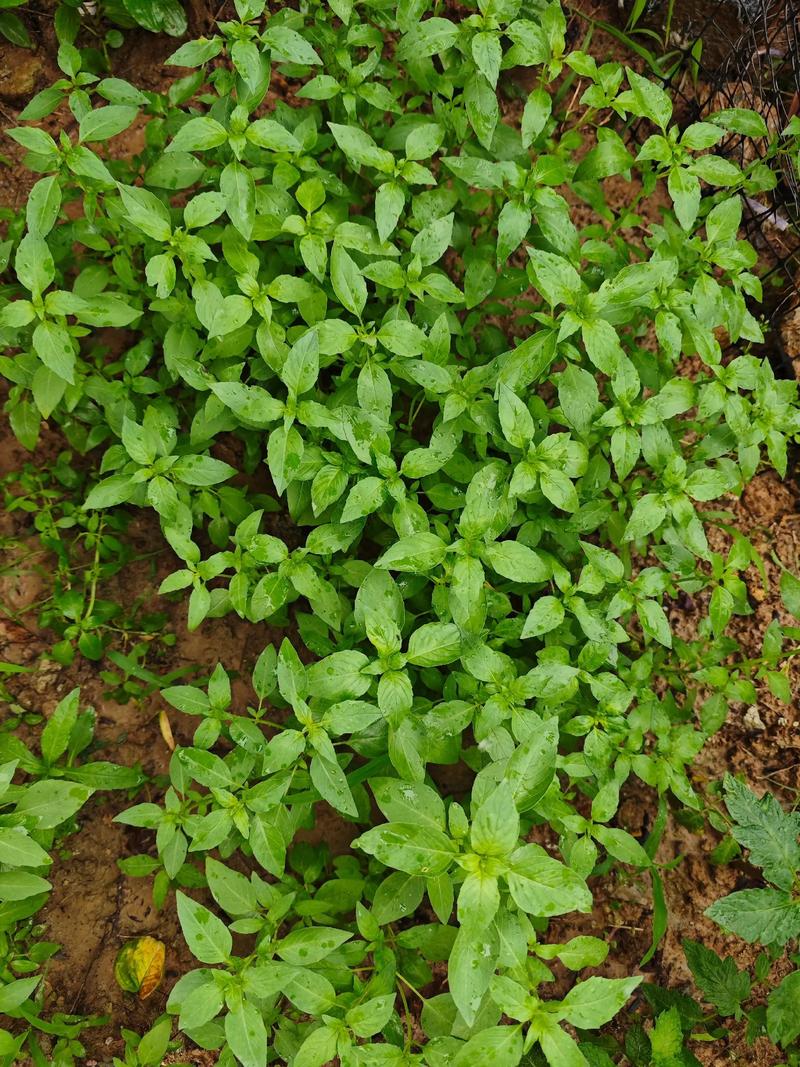 荆芥怎么种?从选时到成活的完整种植指南 一、适宜播种时间