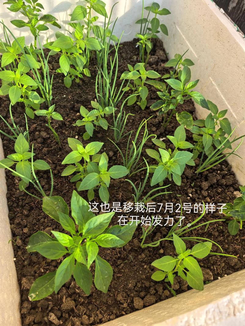 荆芥怎么种?从选时到成活的完整种植指南 二、土壤环境准备