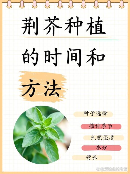 荆芥怎么种?从选时到成活的完整种植指南 五、浇定根水