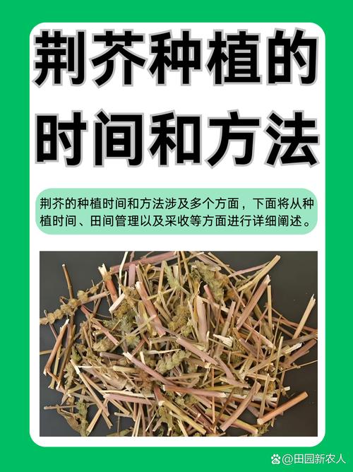 荆芥怎么种?从选时到成活的完整种植指南 三、栽前处理(种子/种苗处理)