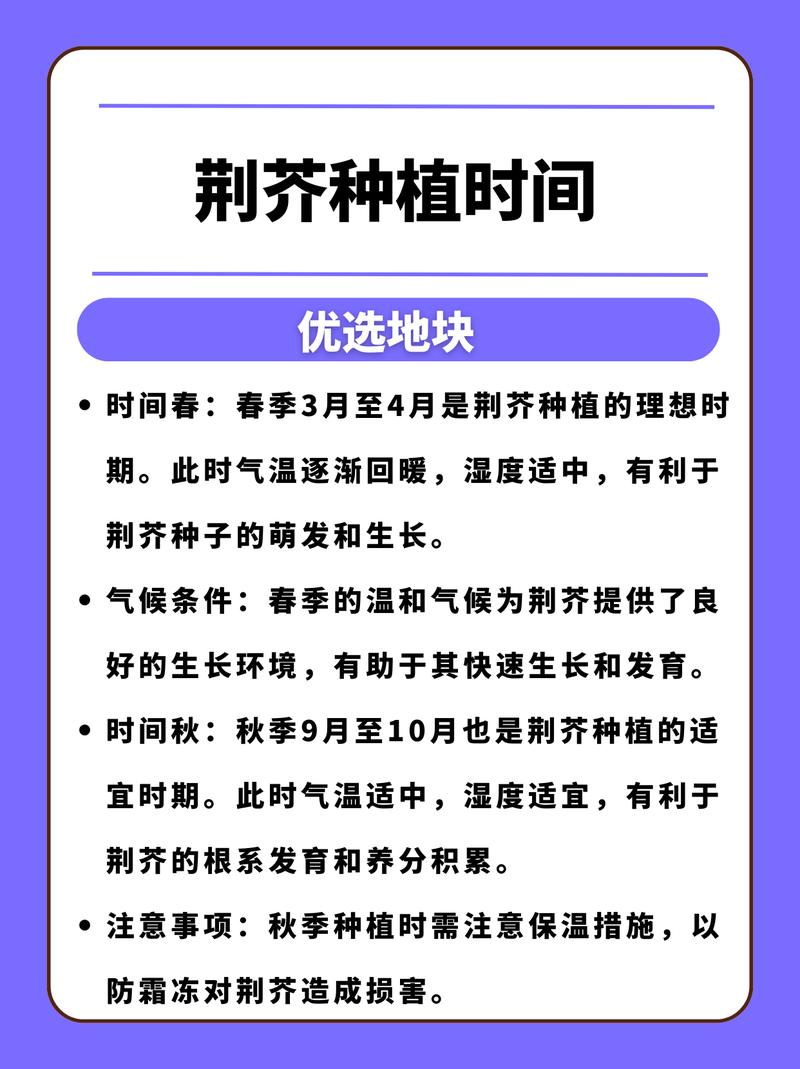 荆芥怎么种?从选时到成活的完整种植指南 四、栽植(播种)深度